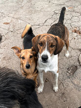 RUSTY, Hund, Mischlingshund in Bulgarien - Bild 4