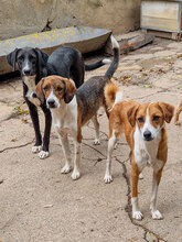 RUSTY, Hund, Mischlingshund in Bulgarien - Bild 5