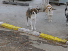 RUSTY, Hund, Mischlingshund in Bulgarien - Bild 9