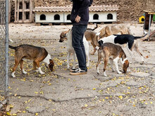 RICKY, Hund, Mischlingshund in Bulgarien - Bild 4