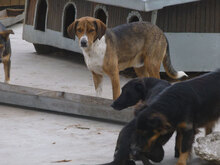 RICKY, Hund, Mischlingshund in Bulgarien - Bild 9