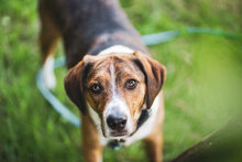 RICKY, Hund, Mischlingshund in Unterkirnach - Bild 1