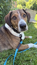 RICKY, Hund, Mischlingshund in Unterkirnach - Bild 2