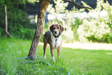 RICKY, Hund, Mischlingshund in Unterkirnach - Bild 3