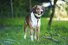 RICKY, Hund, Mischlingshund in Unterkirnach - Bild 4