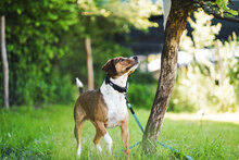 RICKY, Hund, Mischlingshund in Unterkirnach - Bild 5