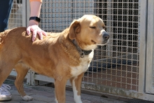 BRUNA, Hund, Bretonischer Spaniel-Mix in Italien - Bild 11