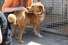 BRUNA, Hund, Bretonischer Spaniel-Mix in Italien - Bild 12