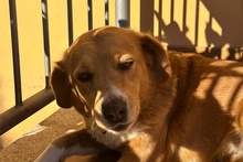 BRUNA, Hund, Bretonischer Spaniel-Mix in Italien - Bild 13