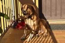 BRUNA, Hund, Bretonischer Spaniel-Mix in Italien - Bild 15
