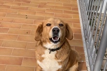BRUNA, Hund, Bretonischer Spaniel-Mix in Italien - Bild 16