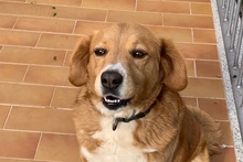 BRUNA, Hund, Bretonischer Spaniel-Mix in Italien - Bild 19
