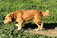 BRUNA, Hund, Bretonischer Spaniel-Mix in Italien - Bild 2