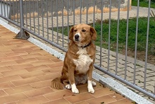 BRUNA, Hund, Bretonischer Spaniel-Mix in Italien - Bild 20