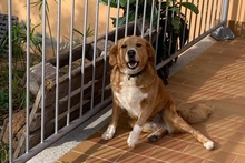 BRUNA, Hund, Bretonischer Spaniel-Mix in Italien - Bild 22