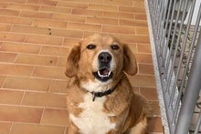 BRUNA, Hund, Bretonischer Spaniel-Mix in Italien - Bild 4