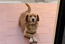 BRUNA, Hund, Bretonischer Spaniel-Mix in Italien - Bild 5