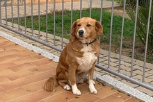 BRUNA, Hund, Bretonischer Spaniel-Mix in Italien - Bild 6