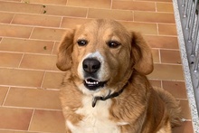 BRUNA, Hund, Bretonischer Spaniel-Mix in Italien - Bild 7