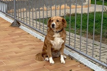 BRUNA, Hund, Bretonischer Spaniel-Mix in Italien - Bild 8