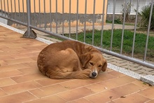 BRUNA, Hund, Bretonischer Spaniel-Mix in Italien - Bild 9