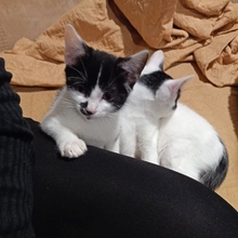 GUREN, Katze, Europäisch Kurzhaar in Spanien - Bild 10