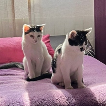 GUREN, Katze, Europäisch Kurzhaar in Spanien - Bild 12