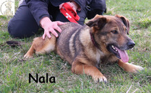 NALA, Hund, Mischlingshund in Bosnien und Herzegowina - Bild 1