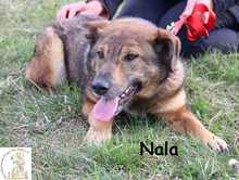 NALA, Hund, Mischlingshund in Bosnien und Herzegowina - Bild 2