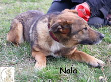 NALA, Hund, Mischlingshund in Bosnien und Herzegowina - Bild 3