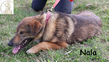 NALA, Hund, Mischlingshund in Bosnien und Herzegowina - Bild 4