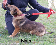 NALA, Hund, Mischlingshund in Bosnien und Herzegowina - Bild 5