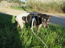 UNICO, Hund, Bodeguero Andaluz in Spanien - Bild 5