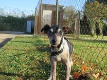 UNICO, Hund, Bodeguero Andaluz in Spanien - Bild 6