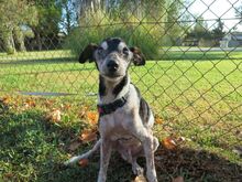 UNICO, Hund, Bodeguero Andaluz in Spanien - Bild 7