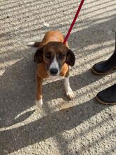 ANDREA, Hund, Beagle-Mix in Spanien - Bild 2