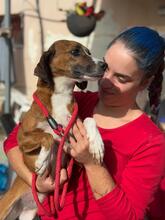 ANDREA, Hund, Beagle-Mix in Spanien - Bild 3