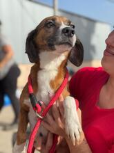 ANDREA, Hund, Beagle-Mix in Spanien - Bild 6