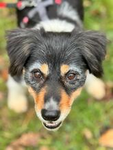 LUNA, Hund, Bodeguero Andaluz-Mix in Friedrichsdorf - Bild 2