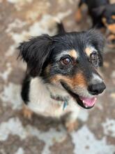 LUNA, Hund, Bodeguero Andaluz-Mix in Friedrichsdorf - Bild 7