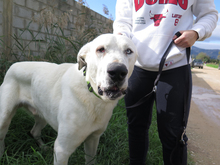 BOWIE, Hund, Mastin del Pirineos in Spanien - Bild 4