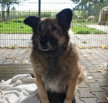 GERDA, Hund, Mischlingshund in Großröhrsdorf - Bild 2