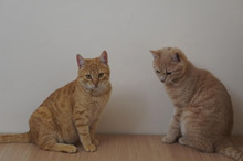 STEVE, Katze, Europäisch Kurzhaar in Bulgarien - Bild 11