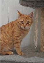 STEVE, Katze, Europäisch Kurzhaar in Bulgarien - Bild 12