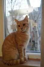 STEVE, Katze, Europäisch Kurzhaar in Bulgarien - Bild 13