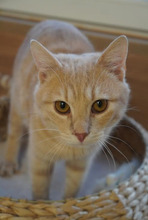 SONY, Katze, Europäisch Kurzhaar in Bulgarien - Bild 10