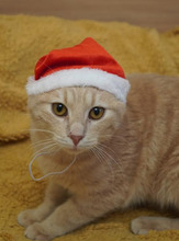 SONY, Katze, Europäisch Kurzhaar in Bulgarien - Bild 11