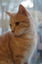 SONY, Katze, Europäisch Kurzhaar in Bulgarien - Bild 12
