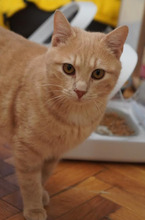 SONY, Katze, Europäisch Kurzhaar in Bulgarien - Bild 13