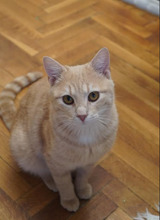 SONY, Katze, Europäisch Kurzhaar in Bulgarien - Bild 9